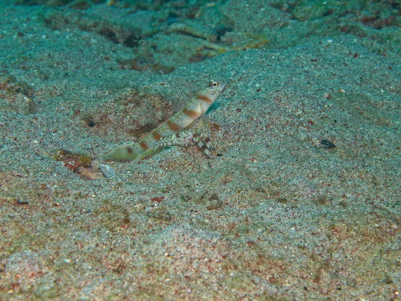 Goby, Sabang Wreck, Commensal Shrimp